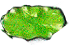 a small lily pad you can click on to go to baby pear.