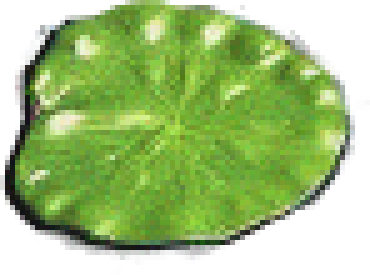 a small lily pad you can click on to go to oculart.com.